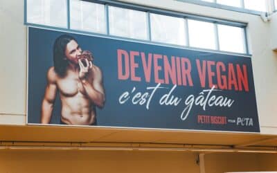 PETA PETIT BISCUIT toile Rouen (6)